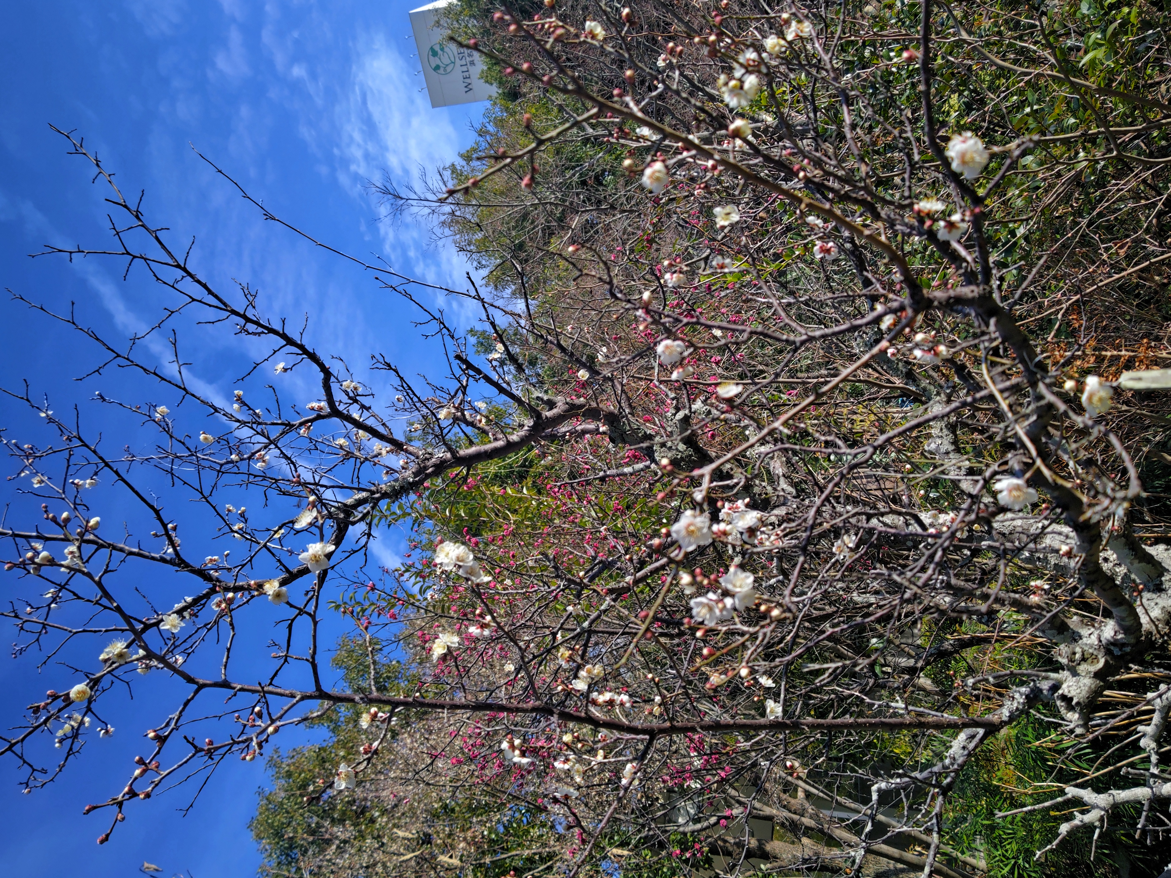 ～早春を待ちわびて～